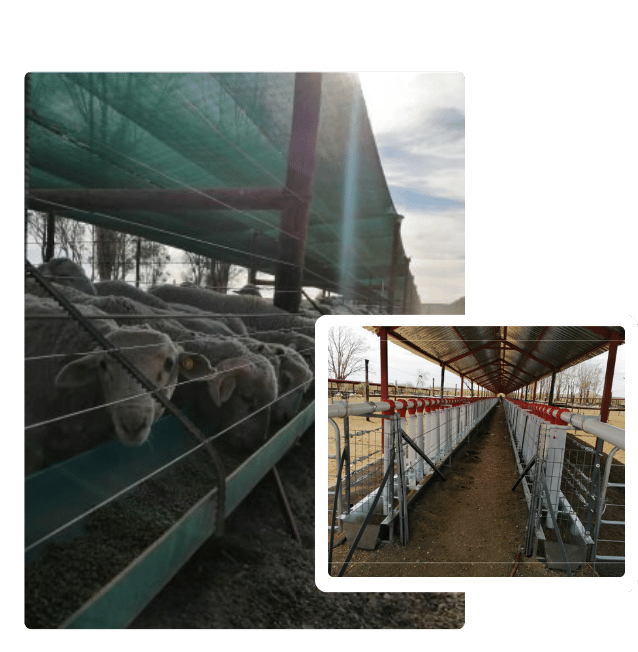 Feedlot One