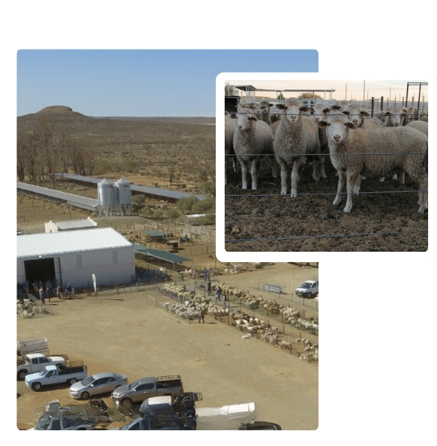 Livestock Sales Image